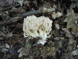 Ramaria pallida image