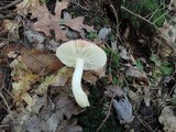 Russula silvicola image
