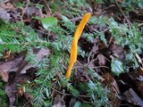 Clavulinopsis aurantiocinnabarina image