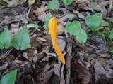 Clavulinopsis aurantiocinnabarina image