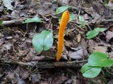 Clavulinopsis aurantiocinnabarina image