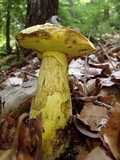 Boletus pseudosulphureus image