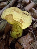 Boletus pseudosulphureus image
