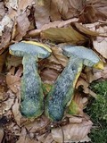 Boletus pseudosulphureus image