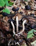 Agrocybe firma image