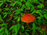 Austroboletus gracilis image