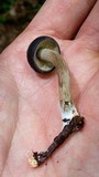 Agrocybe firma image