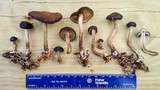 Agrocybe firma image