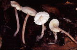 Cystolepiota seminuda image