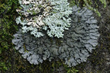 Coccocarpia palmicola image