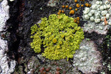 Candelaria fibrosa image