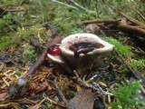 Hydnellum peckii image