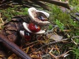 Hydnellum peckii image