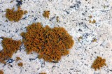 Xanthoria weberi image