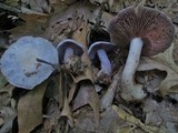 Cortinarius argenteopileatus image