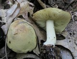 Tricholoma palustre image