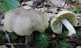 Tricholoma palustre image