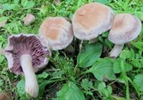 Laccaria ochropurpurea image