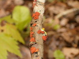 Peniophora rufa image