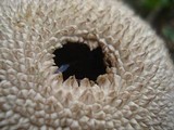 Lycoperdon marginatum image