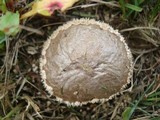 Lycoperdon marginatum image