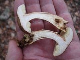 Boletus subtomentosus image
