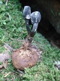 Tolypocladium ophioglossoides image