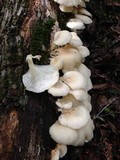 Pleurotus pulmonarius image