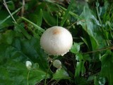 Lepiota clypeolaria image
