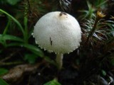 Lepiota clypeolaria image