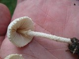 Lepiota clypeolaria image