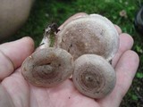 Lactarius uvidus image