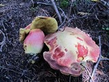 Boletus smithii image