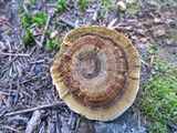 Coltricia perennis image