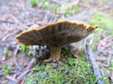 Coltricia perennis image
