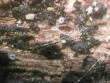Herpotrichia macrotricha image