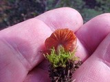 Laccaria tortilis image