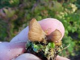 Laccaria tortilis image