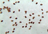 Gymnopilus underwoodii image