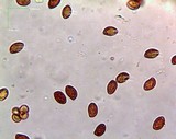 Gymnopilus underwoodii image