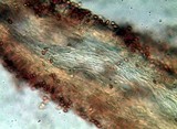Gymnopilus underwoodii image
