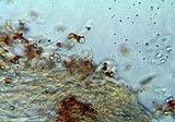 Gymnopilus underwoodii image