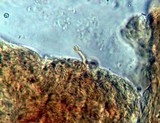 Gymnopilus underwoodii image