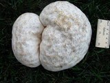 Calvatia cyathiformis image