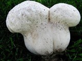 Calvatia cyathiformis image