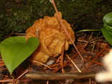 Gyromitra korfii image