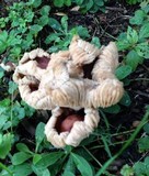 Gymnopus luxurians image