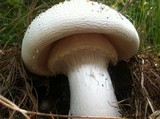 Amanita polypyramis image