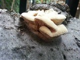 Sarcodontia pachyodon image