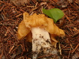 Gyromitra korfii image